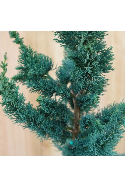 Кипарисовик Вісселс Сагуаро